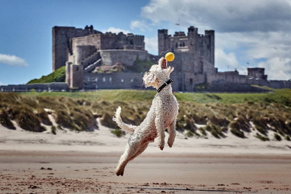 Dog-Friendly Stays in Northumberland