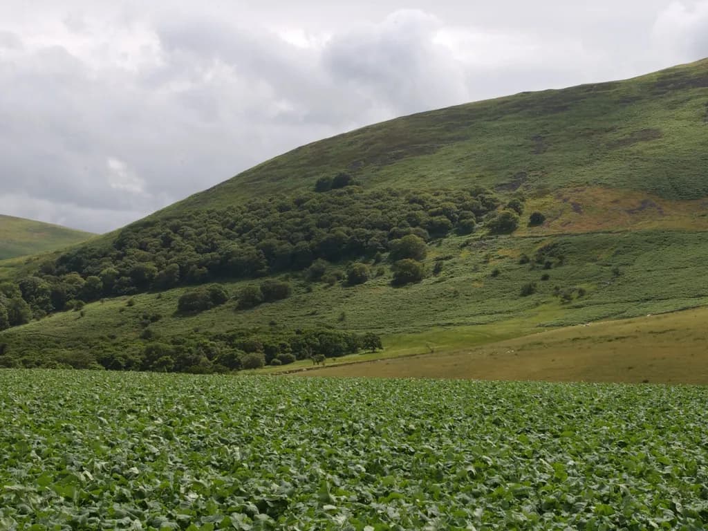 Wooler Common